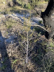 Gyrostemon racemiger