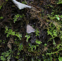 Hydrillodes lentalis