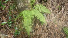Arthropteris monocarpa