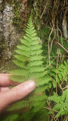 Arthropteris monocarpa