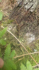 Arthropteris monocarpa