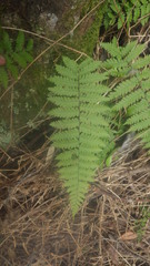 Arthropteris monocarpa