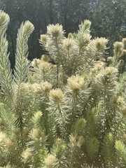 Phylica pubescens