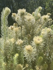 Phylica pubescens