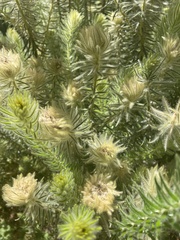 Phylica pubescens