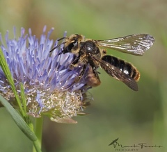 Andrena hattorfiana