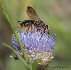 Andrena hattorfiana