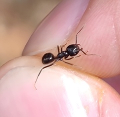 Lasius fuliginosus