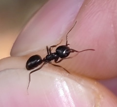 Lasius fuliginosus