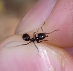 Lasius fuliginosus