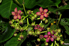 Parquetina calophylla