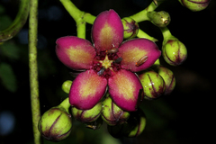 Parquetina calophylla