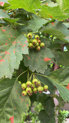 Crataegus