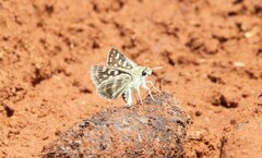 Spialia ferax