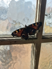 Aglais io