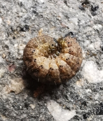 Noctua fimbriata