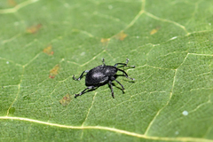 Archarius salicivorus