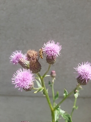 Cirsium arvense