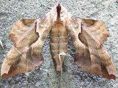 Phyllosphingia dissimilis
