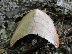 Pseudalbara parvula