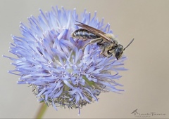 Andrena hattorfiana