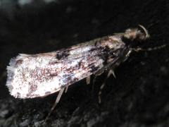 Morophagoides moriutii