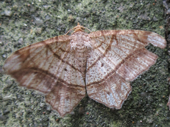 Chiasmia defixaria