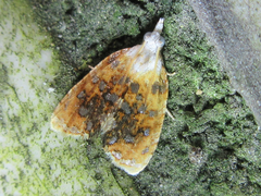 Pseudargyrotoza conwagana