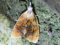 Pseudargyrotoza conwagana