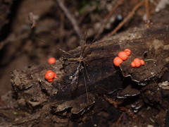 Austrolimnophila argus