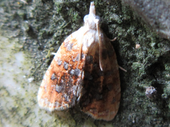 Pseudargyrotoza conwagana