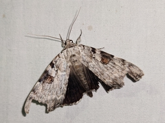 Catocala sappho