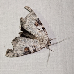 Catocala sappho