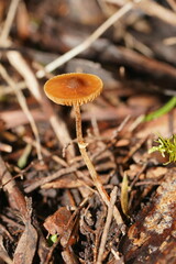 Conocybe filaris