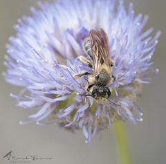 Andrena hattorfiana