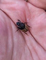 Onthophagus gibbulus