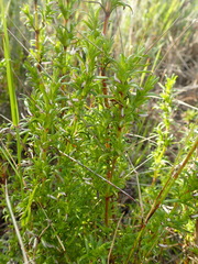 Carpacoce