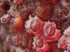 Chthamalus stellatus