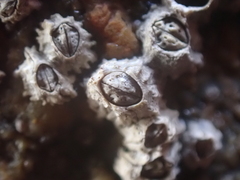 Chthamalus stellatus