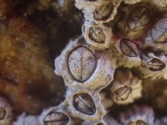 Chthamalus stellatus