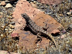Liolaemus boulengeri