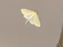 Mecyna flavalis
