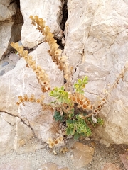 Hyoscyamus