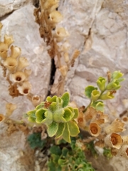 Hyoscyamus