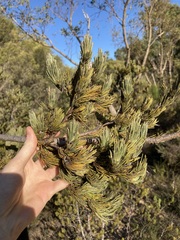 Adenanthos cygnorum