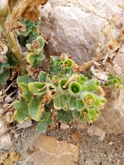 Hyoscyamus
