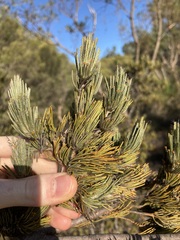Adenanthos cygnorum