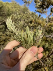 Adenanthos cygnorum