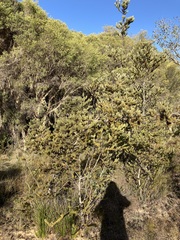 Adenanthos cygnorum
