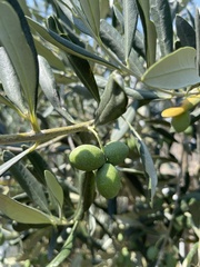 Olea europaea